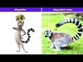 All Hail King Julien Characters In Real Life Part One