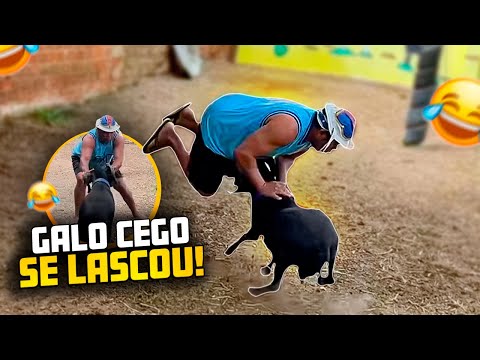 BLIND ROOSTER WAS KNOCKED DOWN BY CHICO THE SHEEP 🤣🤣 | BLIND ROOSTER REVIEWS