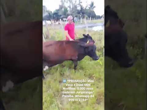 Mini Vaca e Duas Mini Novilhas: 5.000 reais cada em Juripiranga/ Paraíba. ZAP 84 99810 2784*