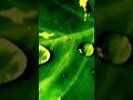Drop Rural Meditationmusic