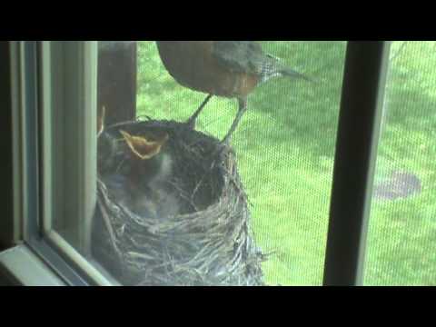 Momma Robin Feeds Her Babies and Cleans up After Them!