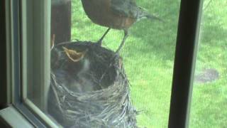 Momma Robin Feeds Her Babies and Cleans up After Them!