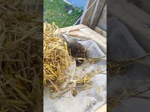 КРЫСА ЗАЛЕЗЛА К ПЧЁЛАМ В КОЛОДУ‼️⬇️⬇️⬇️. #shorts#новое