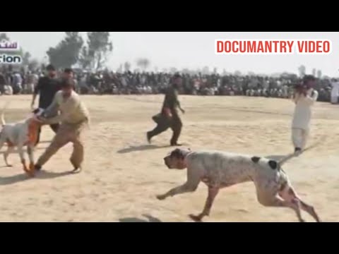 7 most famous bully dogs | champion old bully dogs | top bully gultair | sial daily vlog