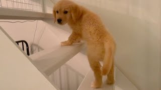 He started climbing the stairs in my house, but he can't get off Golden retriever puppy