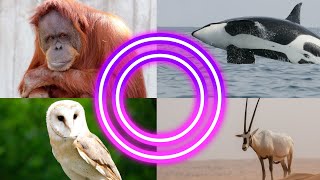 Animals And Birds Starting with O || Amazing Animals Starting With O