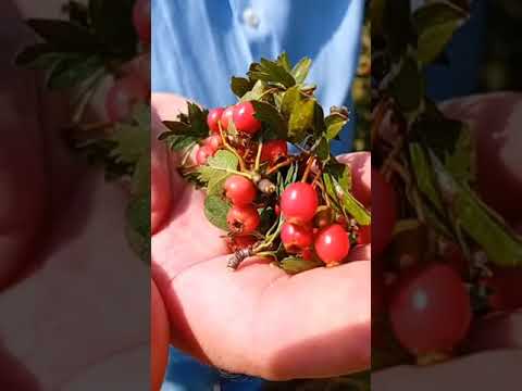 Mala škola ljekovitog bilja-Glog, najbolji prirodni lijek za srce, krvne sudove i krvni pritisak