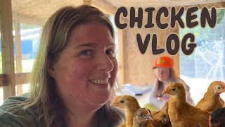 Introducing Our Adorable Chicks To Their Cozy New Home! - Vlog #backyardchickens