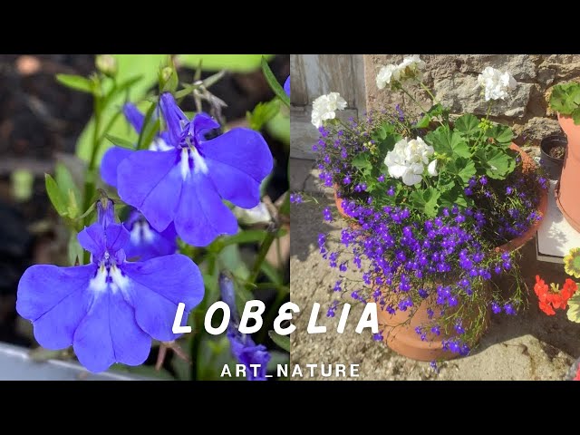 Vídeo relacionado con Lobelia Natural Planta de Primavera para Crear un Rincón Encantador en tu Jardín