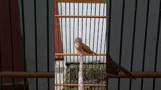 Download lagu SRDC Gacor gaya menggoda betina mp3