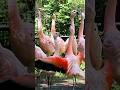 Chilean Flamingos Blank Park Zoo Shorts