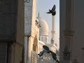 Ali Maula Ali Dam Dam ️ Watsapp Islamic Status Qawwali Status Shorts Muhammadﷺ