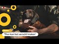 Nederlandse speurhond Thor helpt stropers pakken in Zuid-Afrika