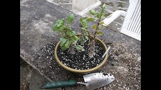 Re Potting my Ocotillo Succulent Plants -