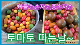 방울토마토 따는날 아들순,손자순,증손자순 계속 키우기 토마토 순지르기,적심,키우기  주말농장,텃밭,전원일기,…