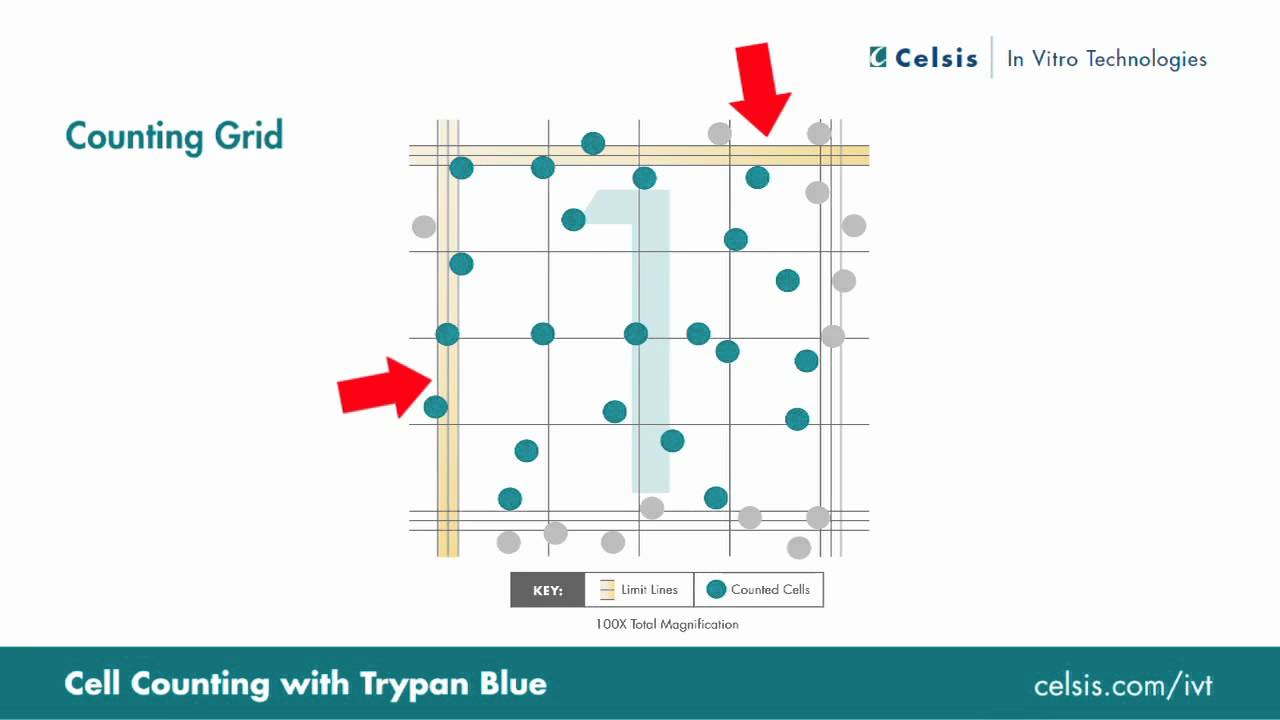 Cell Counting Using the Trypan Blue Exclusion Method