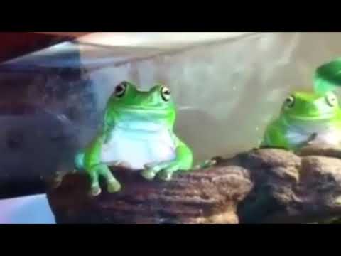 ЛЯГУШКА мем