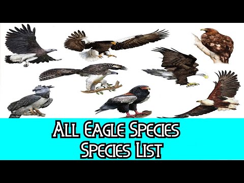 image-How many bald eagles are there left?