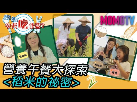 營養午餐大探索-稻米的祕密(ft.宥晴&宥晴媽)《爸！媽！今天吃什麼？》