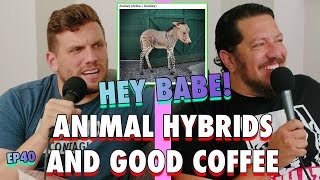 Animal Hybrids and Good Coffee | Sal Vulcano & Chris Distefano Present: Hey Babe! | EP 40