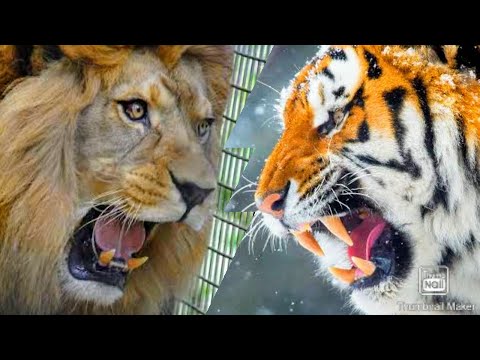 SIBERIAN TIGER VS BARBARY LION - BIG CATS WAR