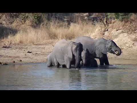 Djuma: Elephants-Pt:1 - 14:40 - 06/02/20