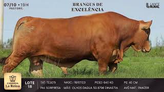 LOTE 18  TE3079