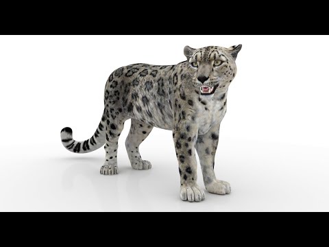 Animated Snow Leopard 3D Model Maya | PROmax3D