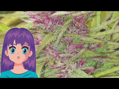 Purple Satellite – Ace Seeds