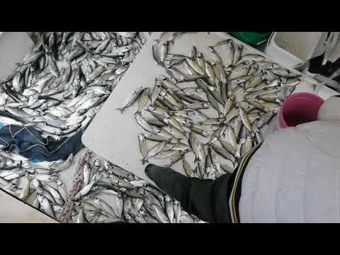 Balığın içinden Geçen Adamlar Balık Manyakları Video