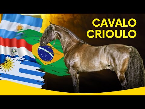 THE BEST STALLIONS AT CALA BASSA CABIN AND THE BREEDING OF CREOLE HORSES