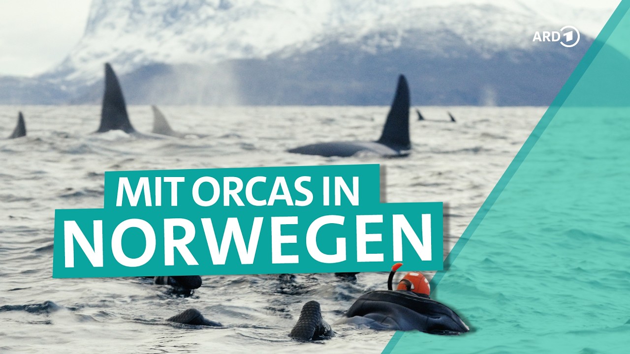 Arktisches Norwegen: Nördlicher Polarkreis mit Polarlichtern und Orca-Schnorcheln | ARD Reisen