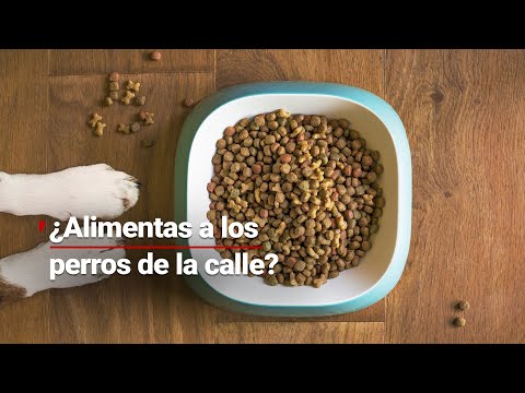 ¿Le das de comer a los perritos de la calle que se acercan a pedir alimentos?