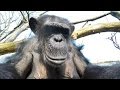 GoPro Chimp Vs Drone At The Zoo