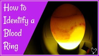How to identify a blood ring in an incubated chicken egg.