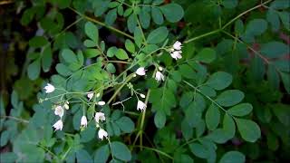 ムビる18498 20210804 001 マツカゼソウ matsukazesou