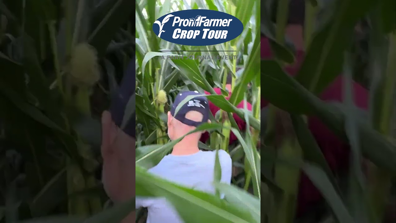 Scouts are hitting the field this week! Visit AgWeb.com/CropTour for daily results.