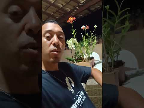 Previsão do Tempo: Paraíba Do Sul + Bom Jardim de Minas: MG