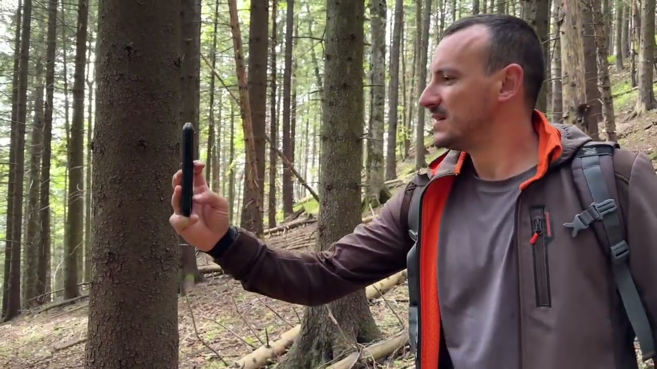 How Forest Design use Arboreal Forest