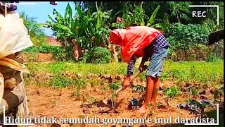 Download lagu Story Wa. Kodrat'e wong lanang mp3