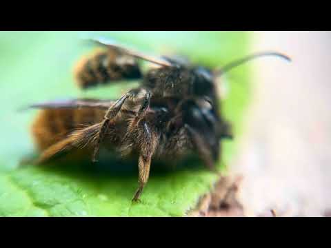 Mason Bees mating on our garden