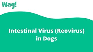 Intestinal Virus (Reovirus) in Dogs | Wag!