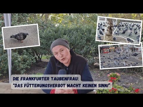 Das Fütterungsverbot für Tauben macht keinen Sinn!