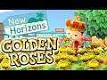 GOLD ROSE EVERYTHING You Need To Know ACNH TUTORIAL