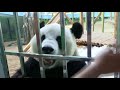 Giant panda Jin Hu enjoys talking with people