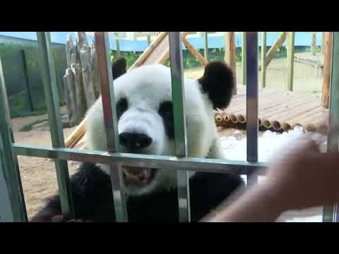 Giant panda Jin Hu enjoys talking with people