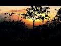 Bird Sound In Caribbean Forest