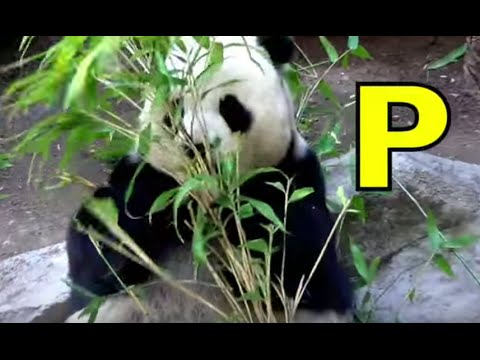 ALPHABET ANIMALS - PHONICS - ALPHABET SONG (Part 2) Kindergarten & First - EDUCATIONAL KID VIDEO