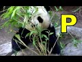 ALPHABET ANIMALS PHONICS ALPHABET SONG Part 2 Kindergarten First EDUCATIONAL KID VIDEO