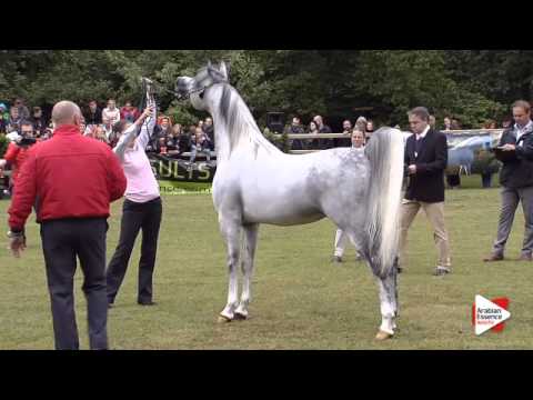 N.192 SHARAHM - Bruges 2015 International - Stallions 7-9 years old and older (Class 110)